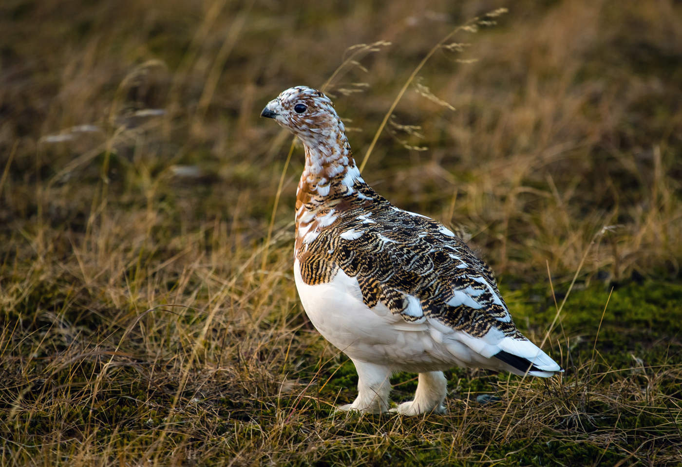 Сентябрьская дева