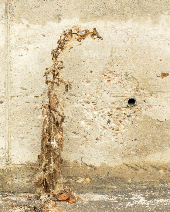 Сентябрьская дева