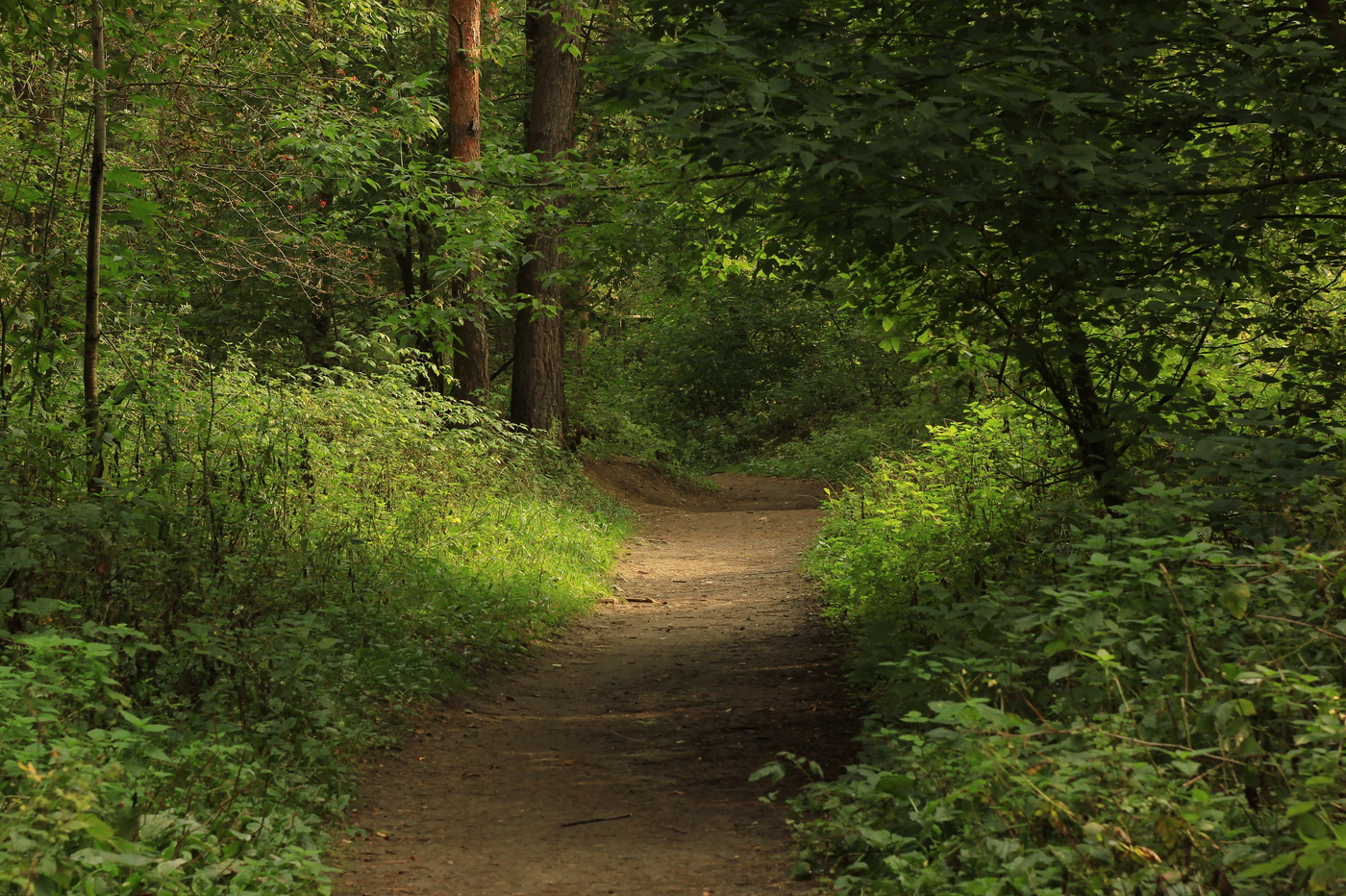 тенистой тропой