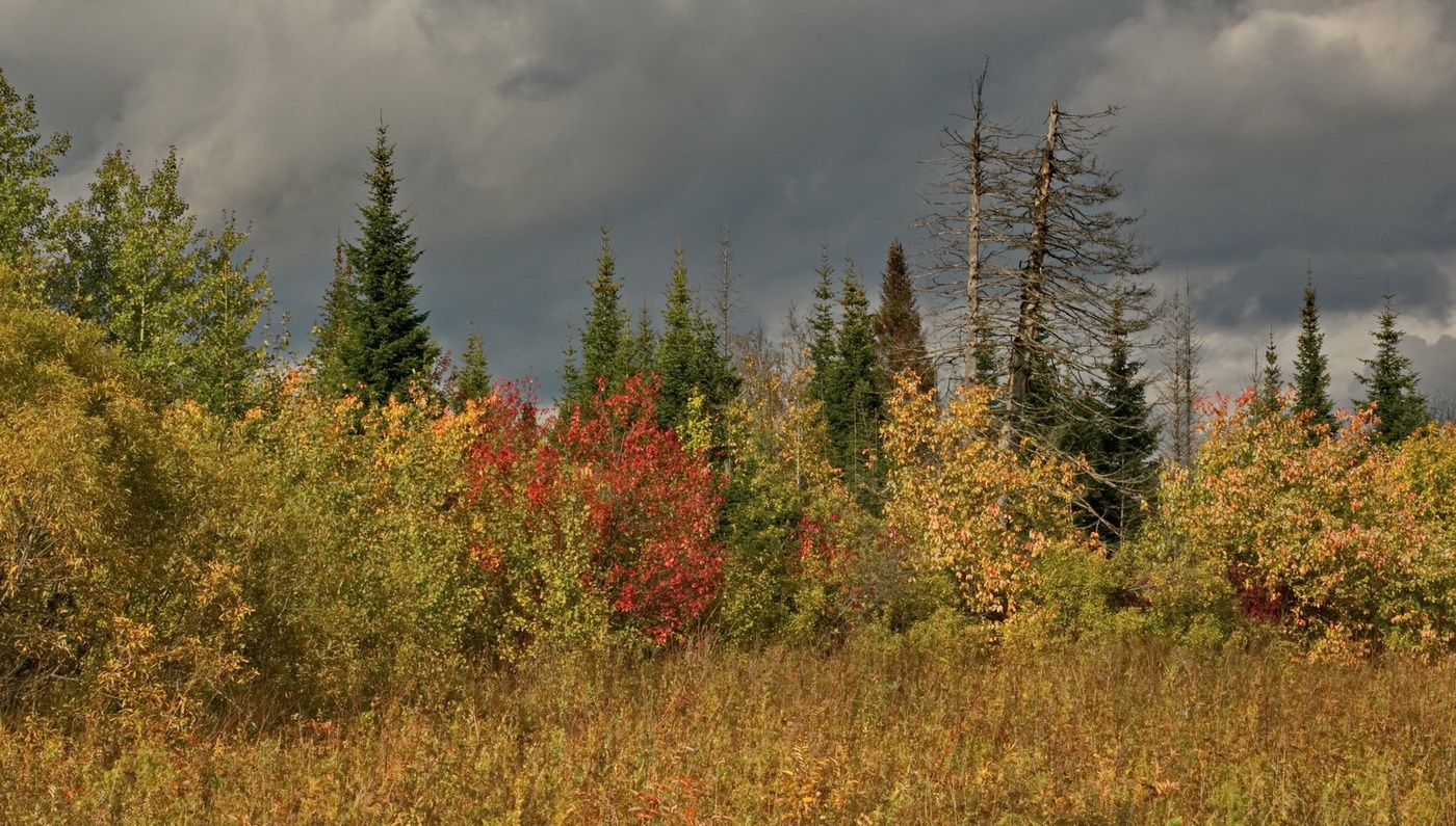ОСЕННИМ ДНЕМ.