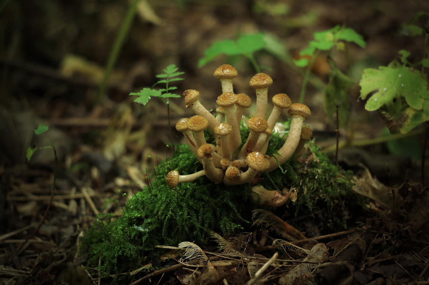 осенние прелести