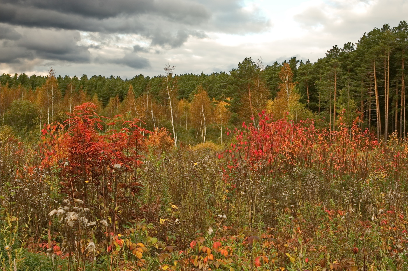КРАСКИ СЕНТЯБРЯ