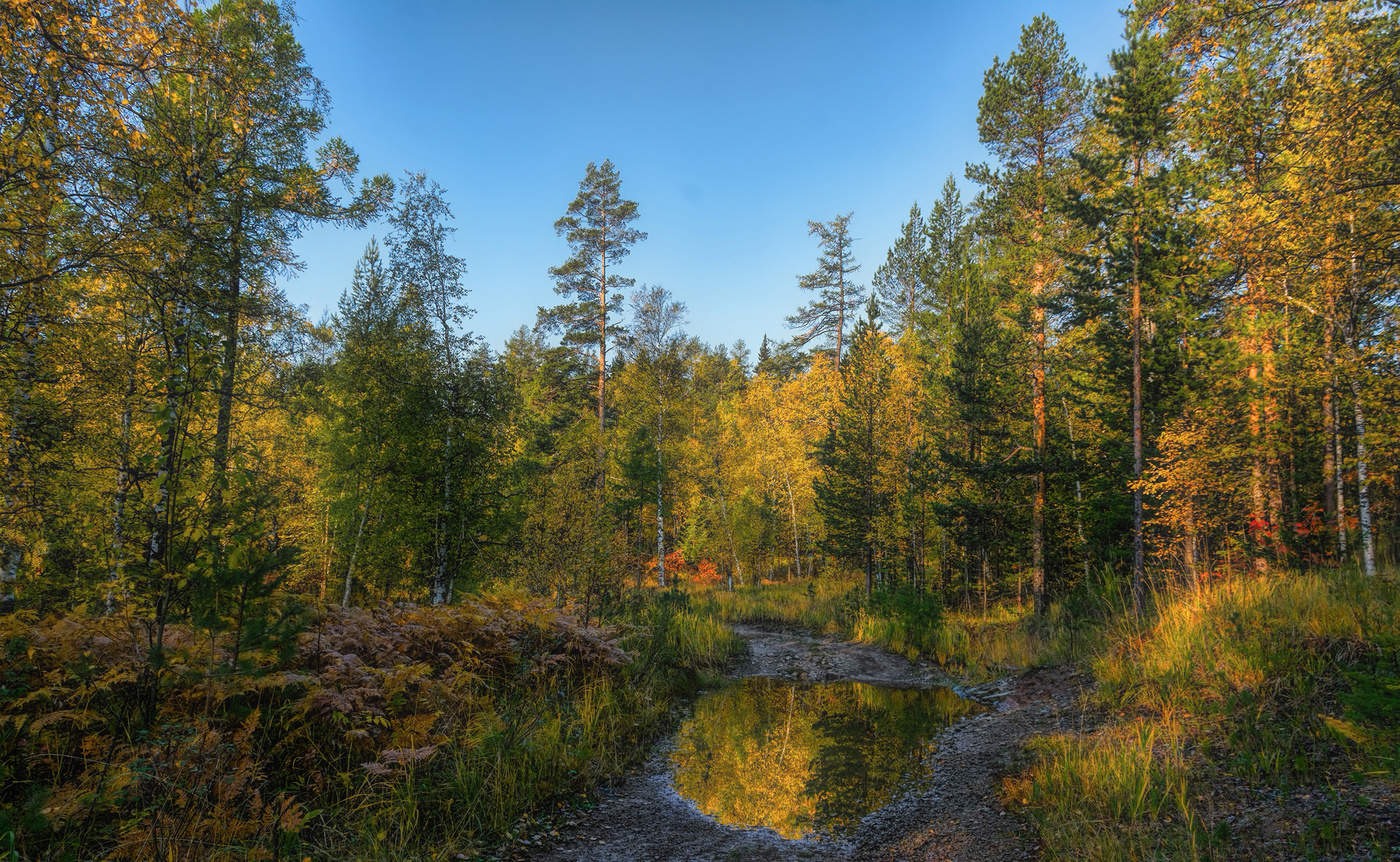 Лесное зеркало