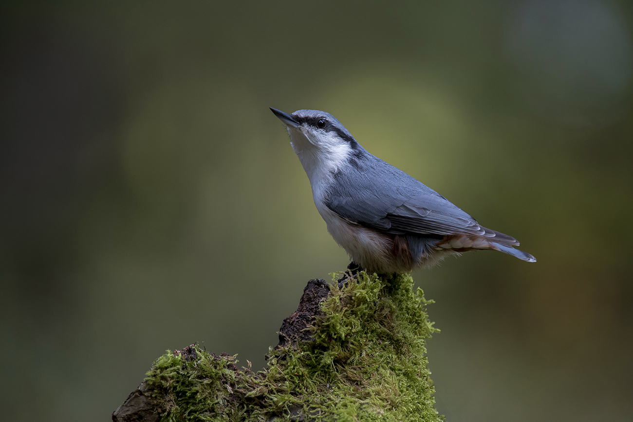 Картинка из леса.