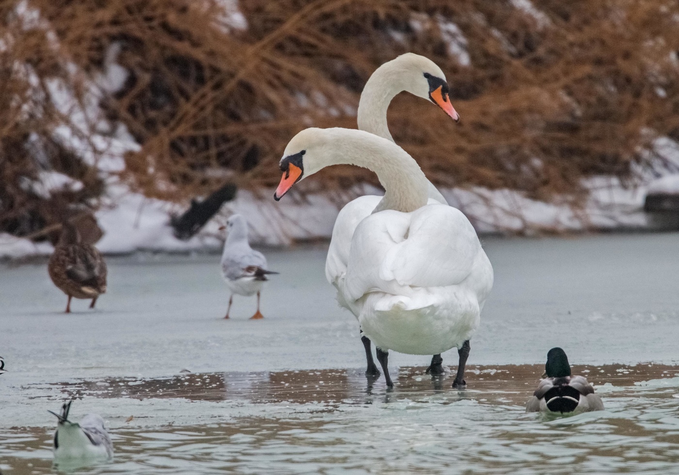 Кыш,мелочь!