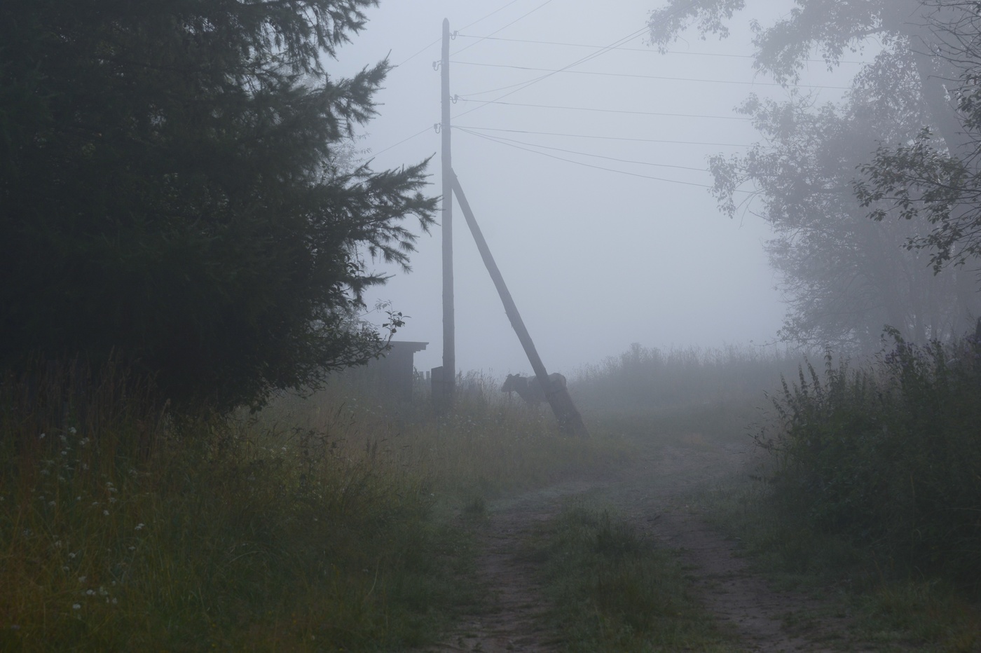 Одиночество в тумане ...