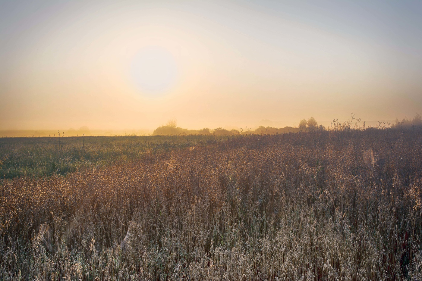 Туманный рассвет