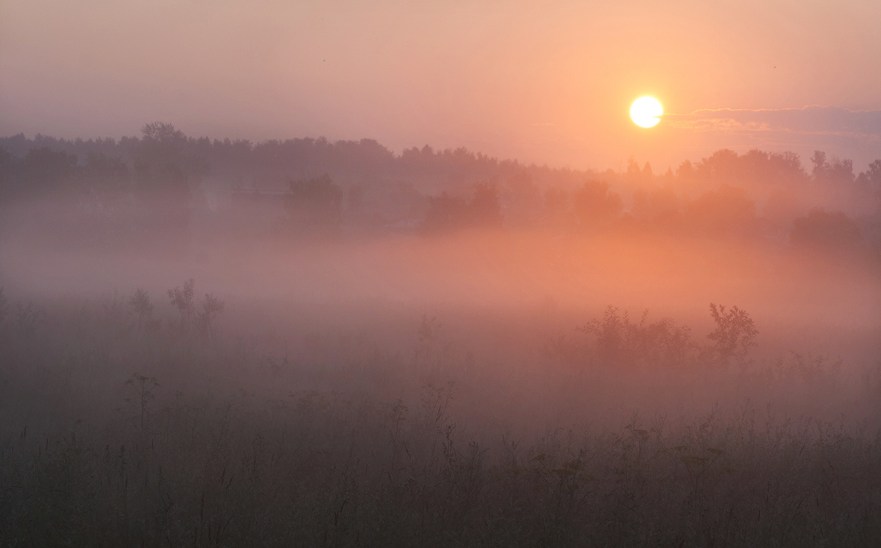 в тумане розовом
