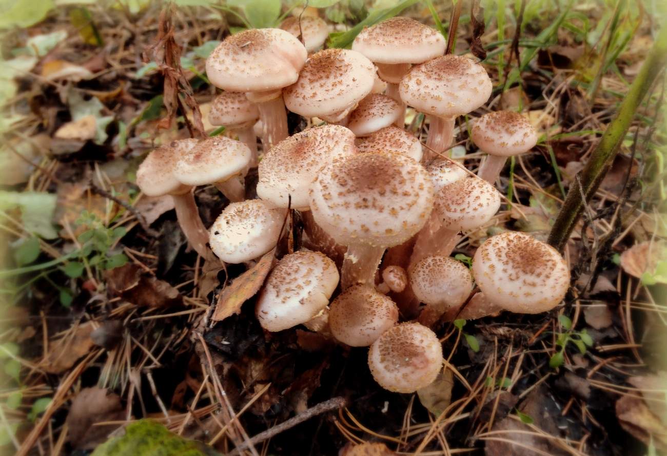 Опята-дружные ребята