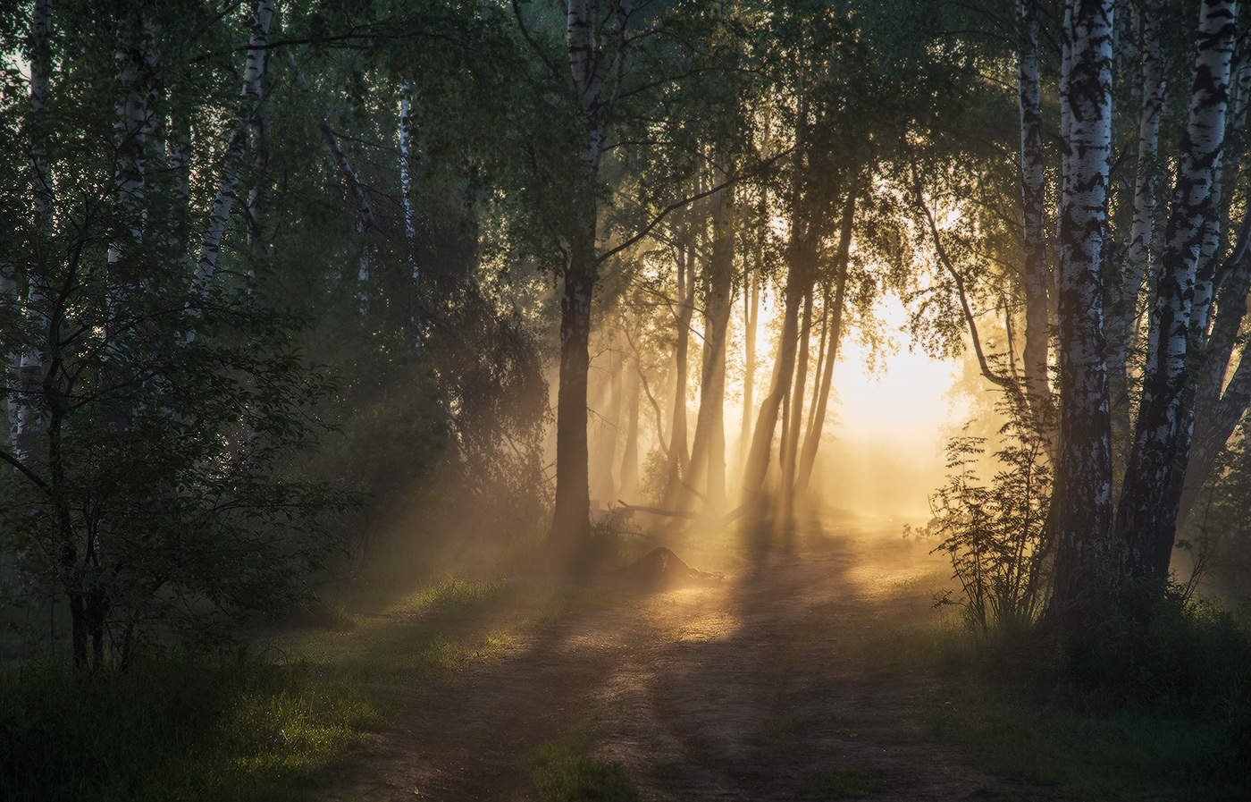 Свет туманного утра