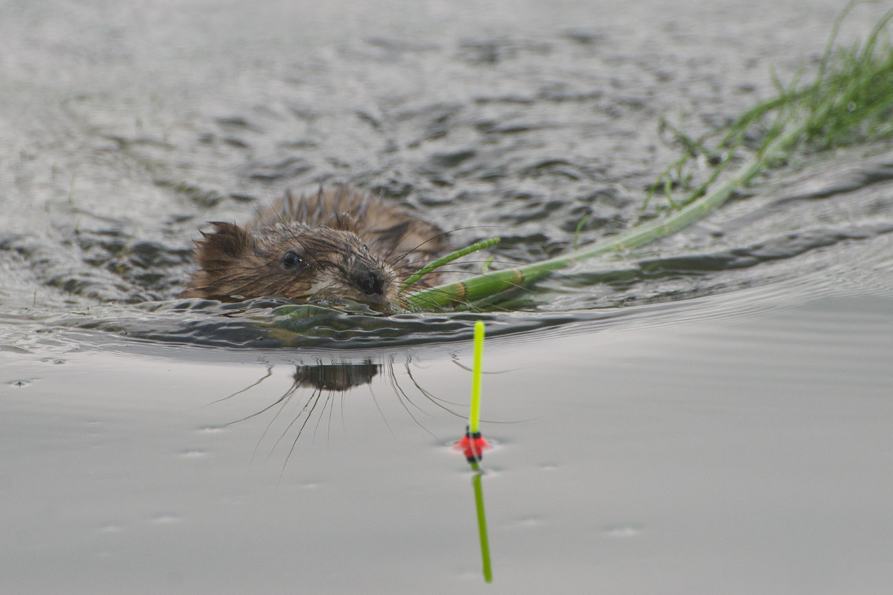 Помеха слева