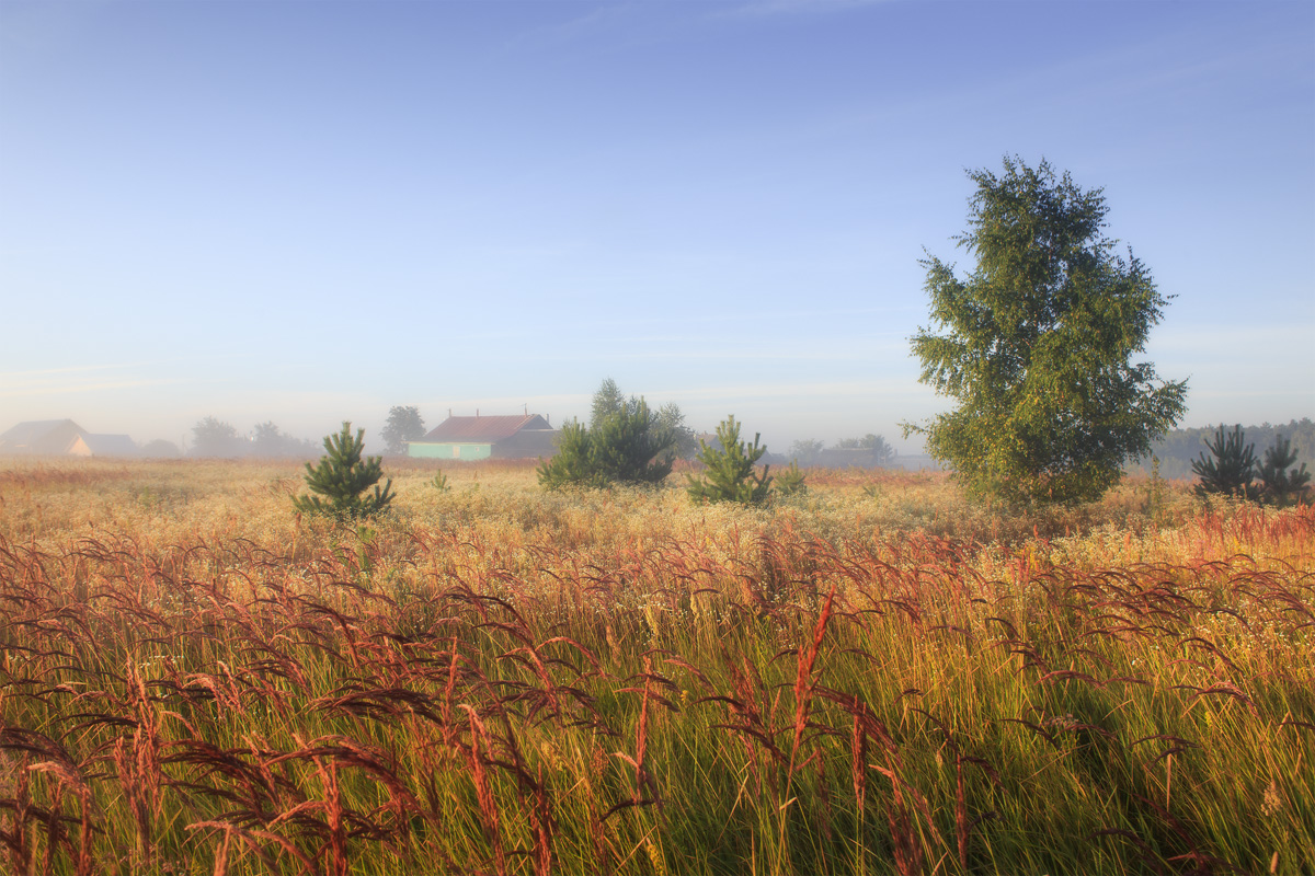 Заросли поля-луга...