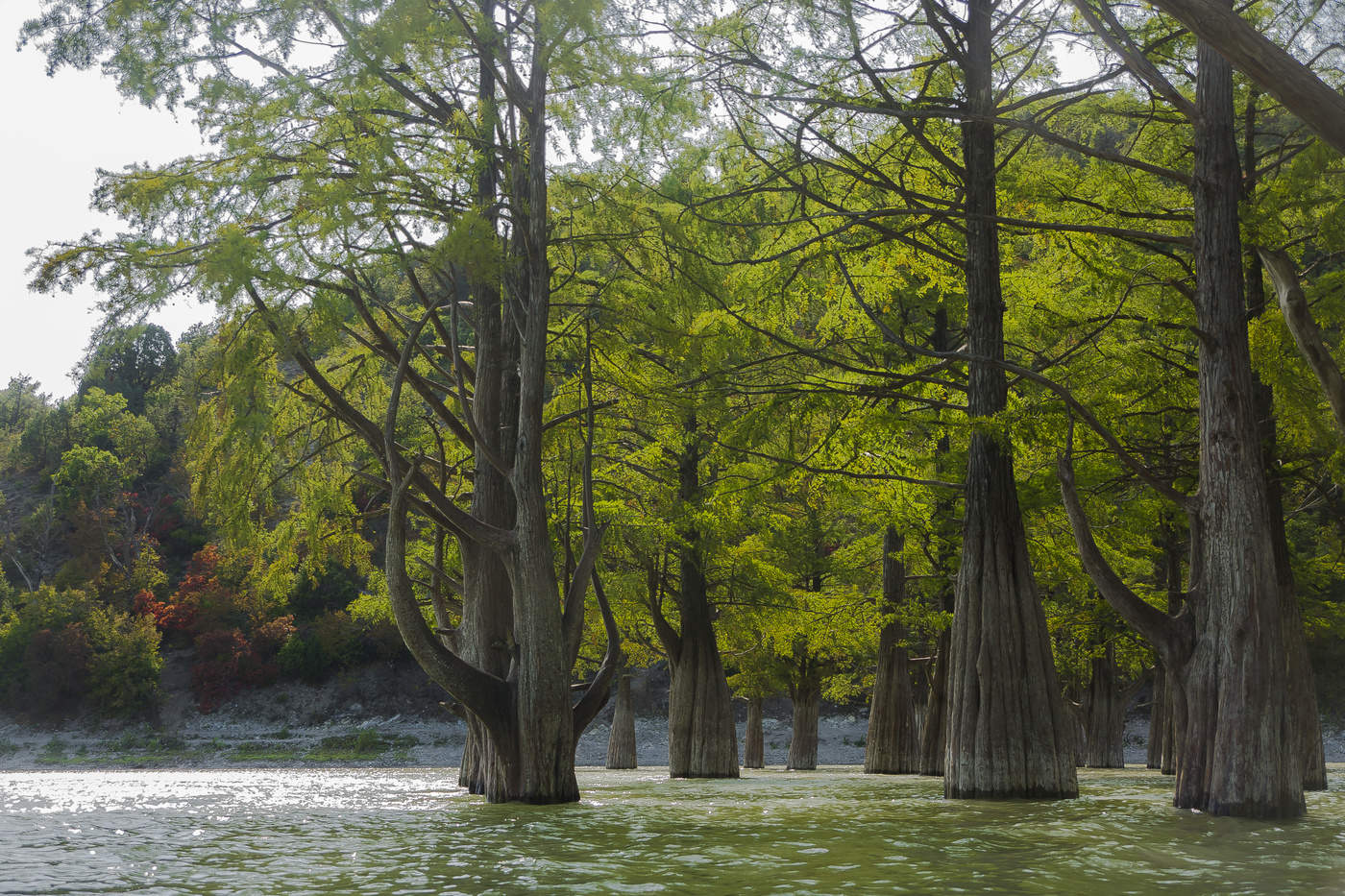 Кипарисовое озеро