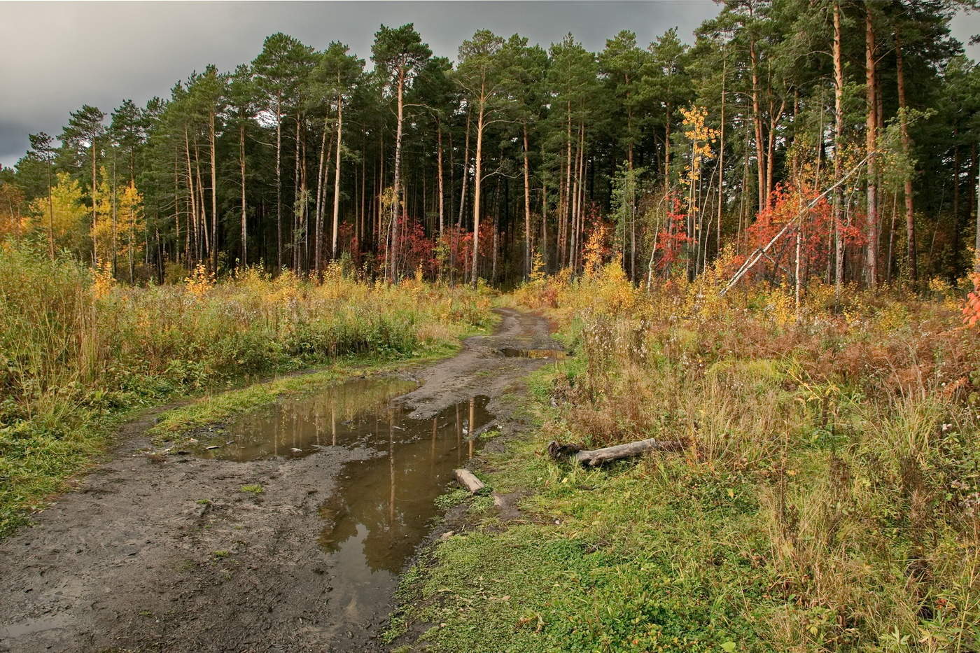 *ЛЕСНАЯ ДОРОГА**