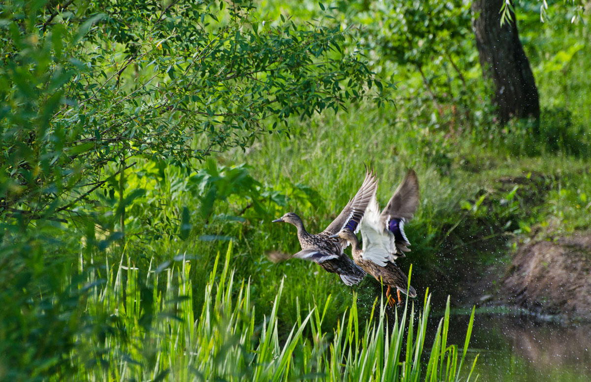 Сорвутся кряковые