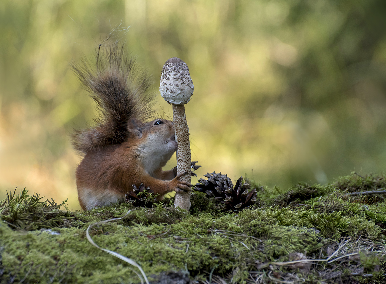 Грибной сезон.
