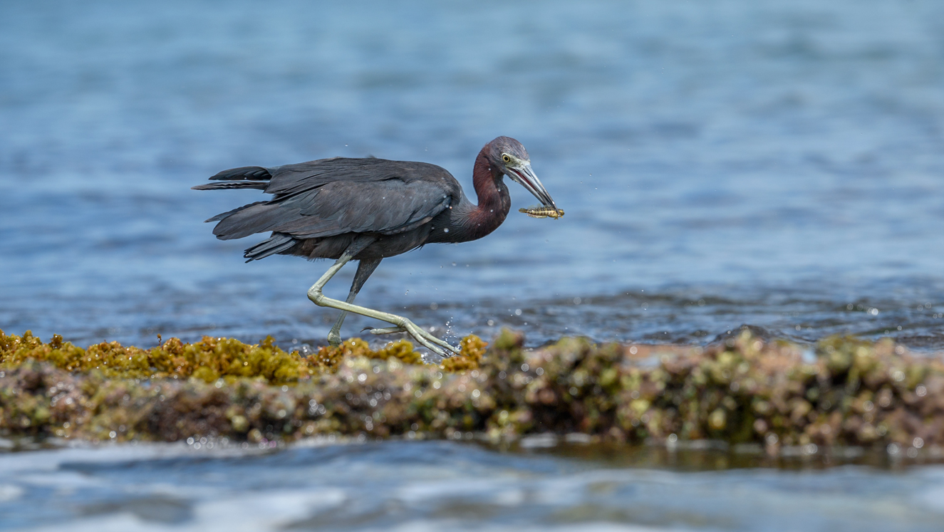 Little Blue Heron