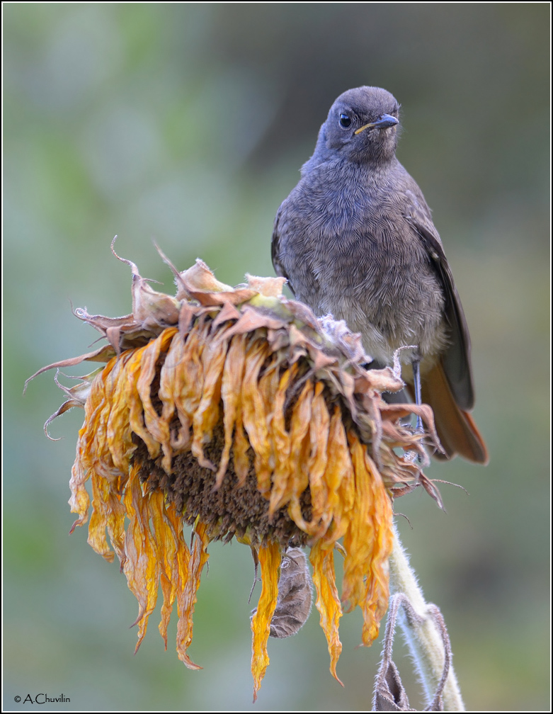 Отцвели уж давно ...