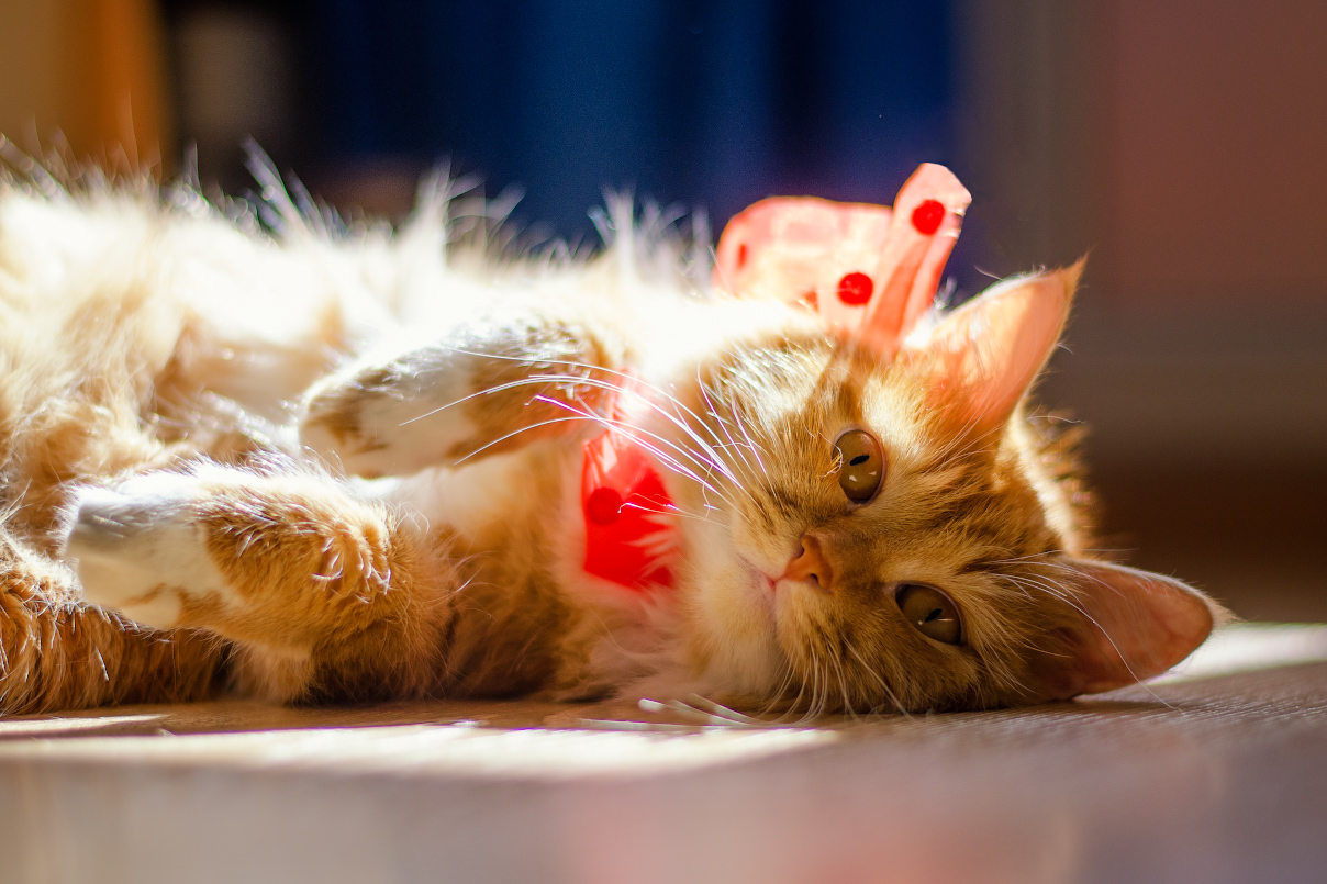 Да будет свет