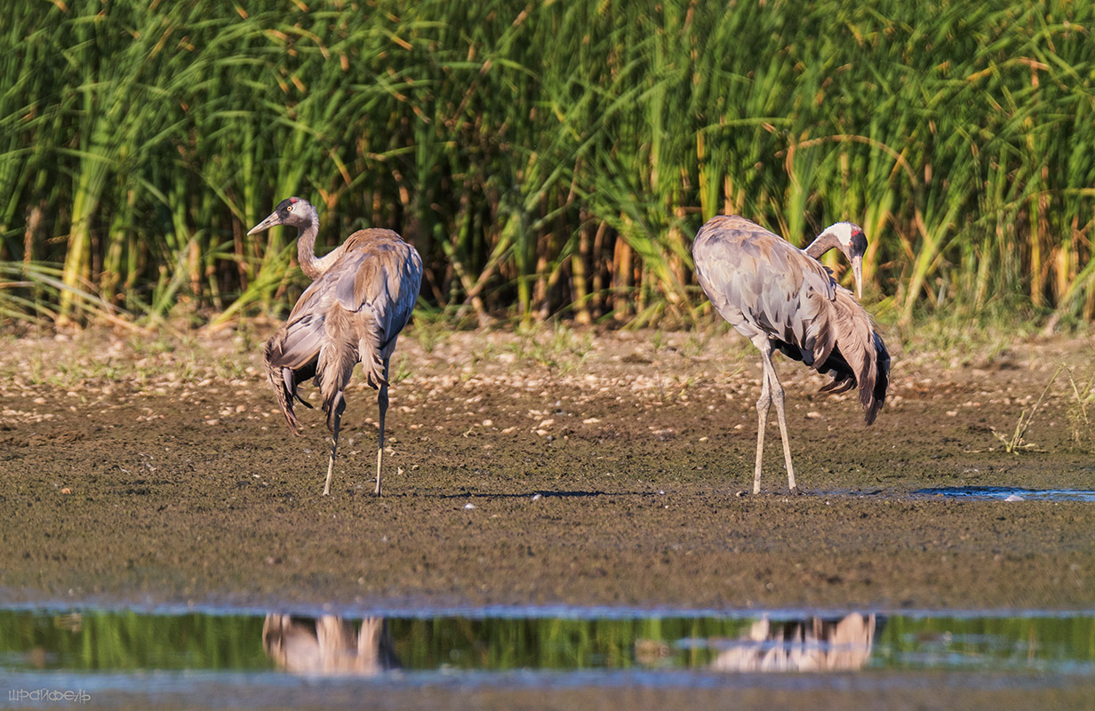 Журавлиное па-де-де