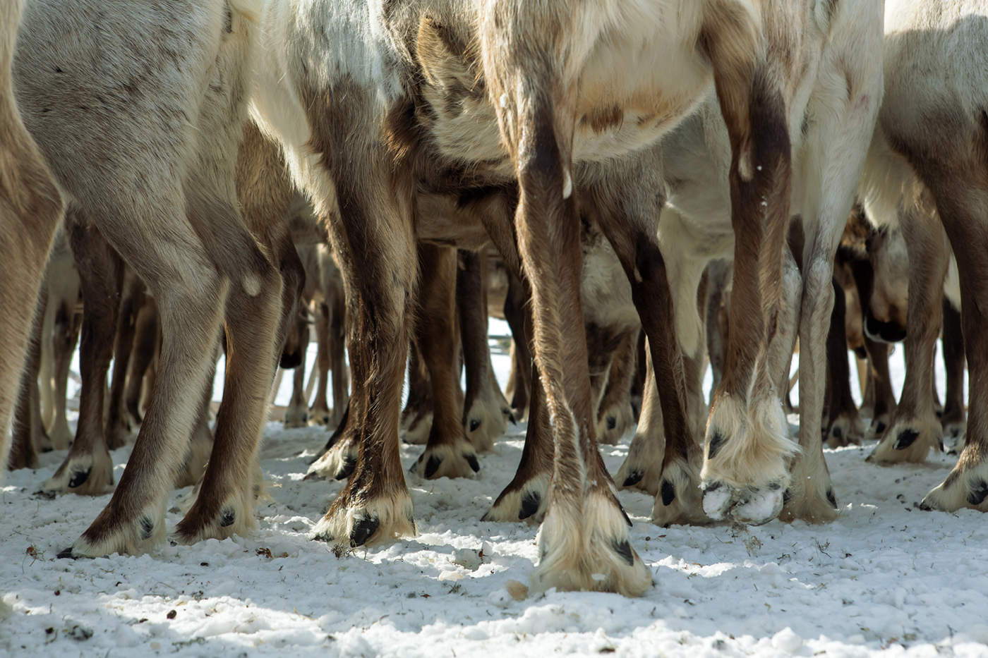 Немало ног с Ямала...