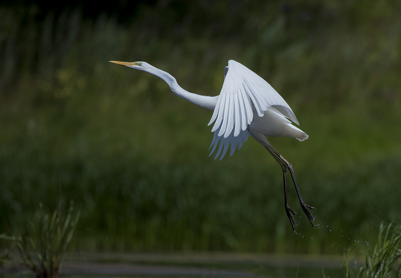 Большая белая цапля.