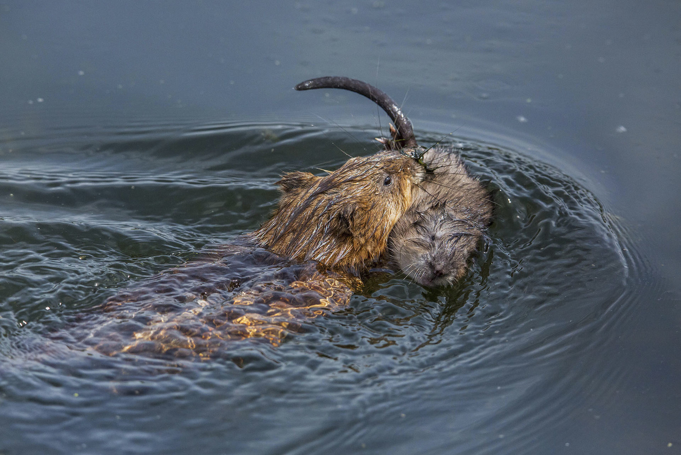 переноска детеныша(ондатры)