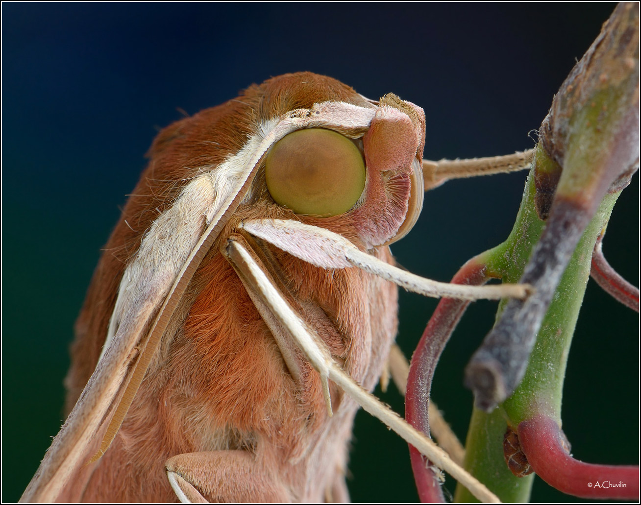 Портрет бражника