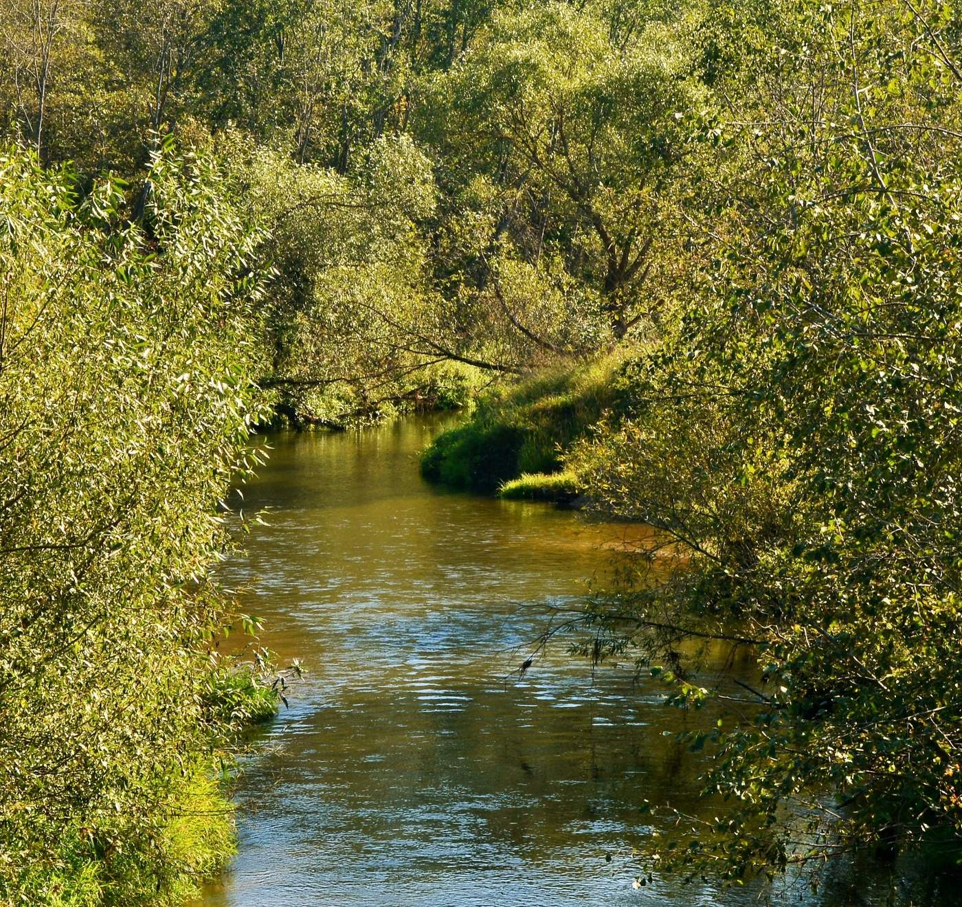 Лесная речушка ...