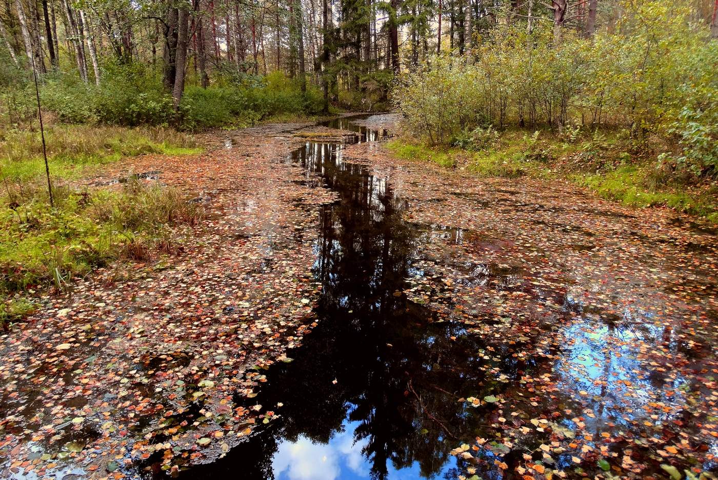 Осеннее покрывало из листьев