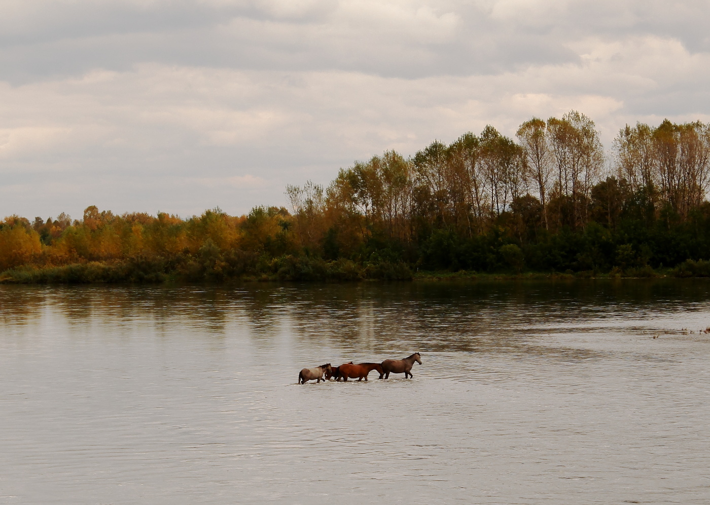 Смелая четверка