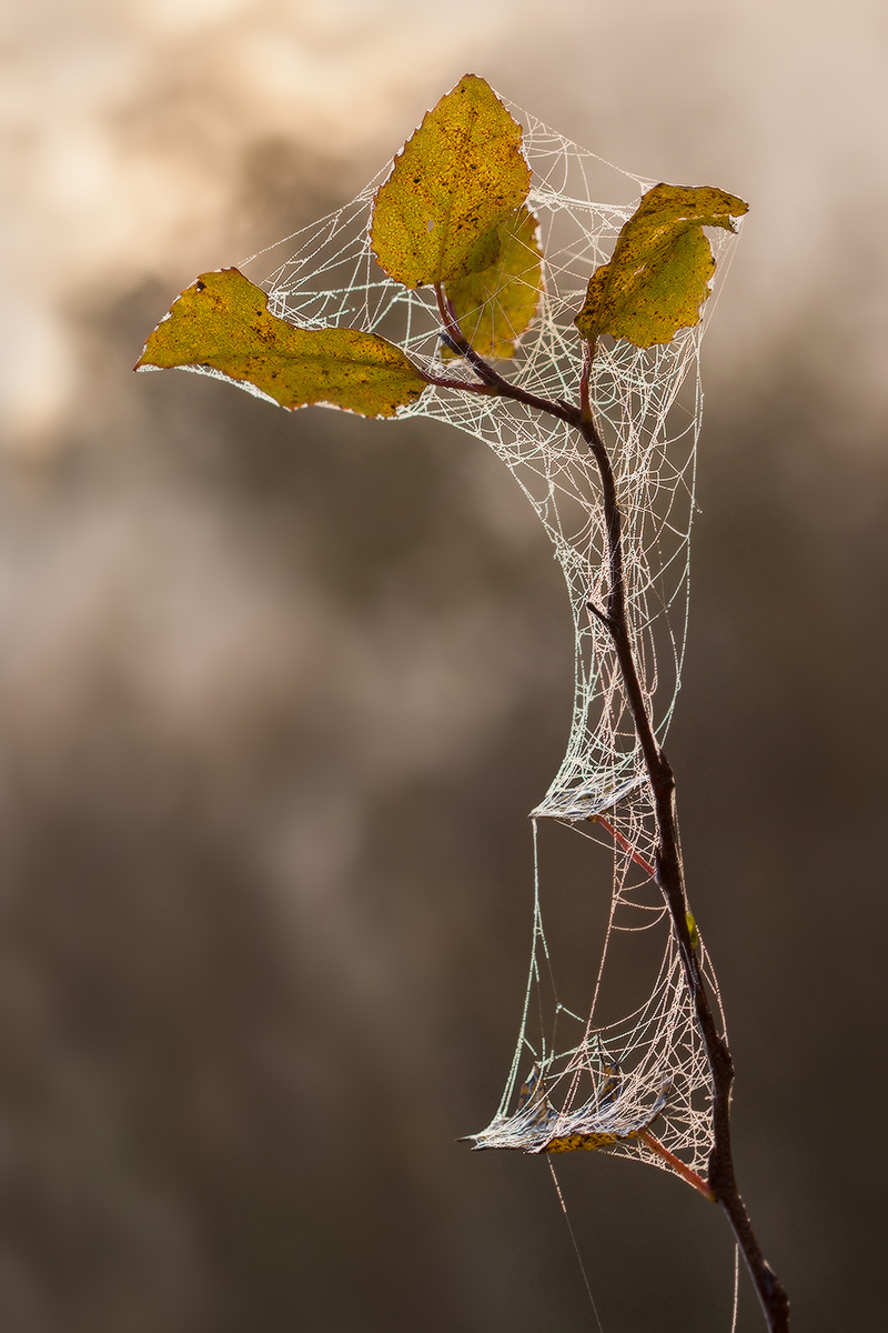 пленница осени
