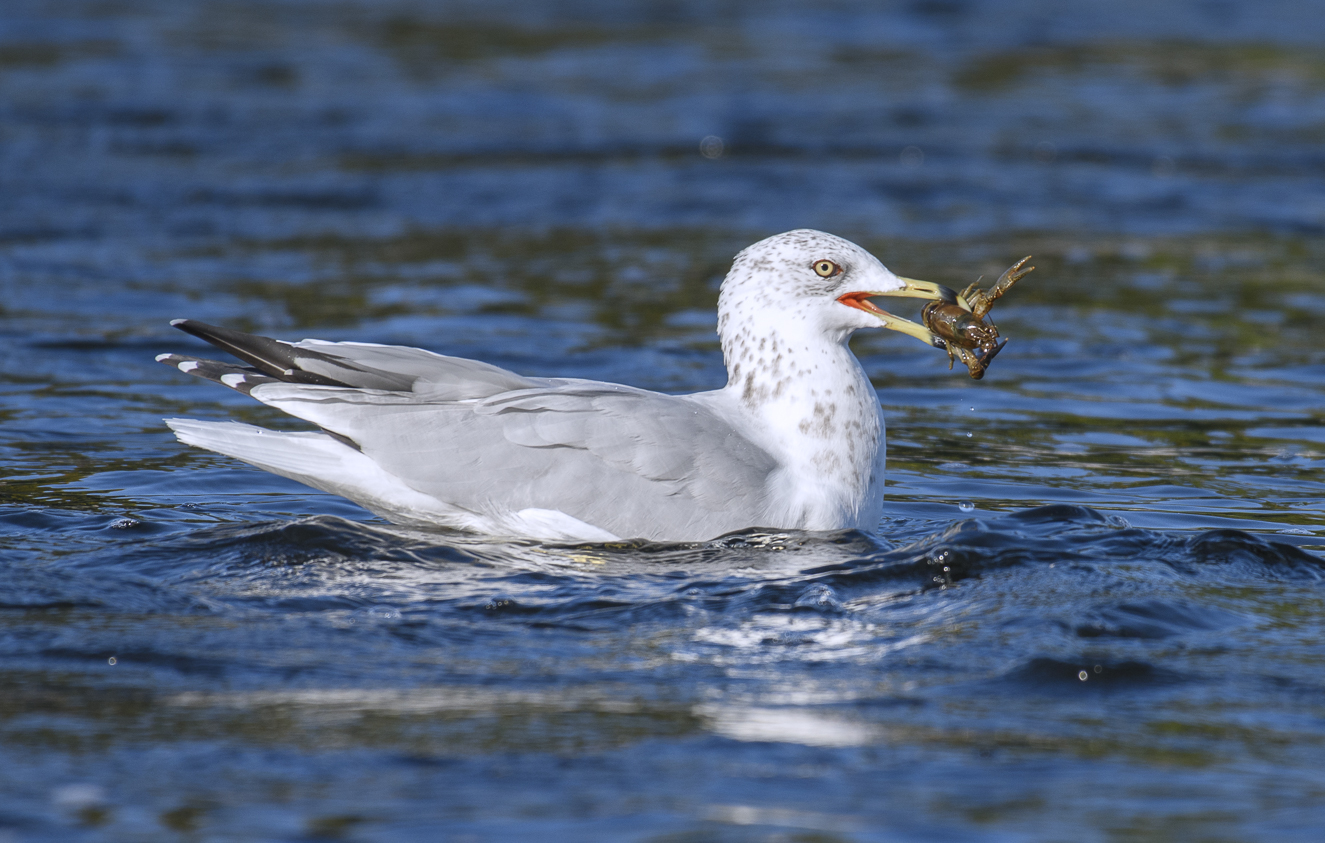 Делавэрская чайка