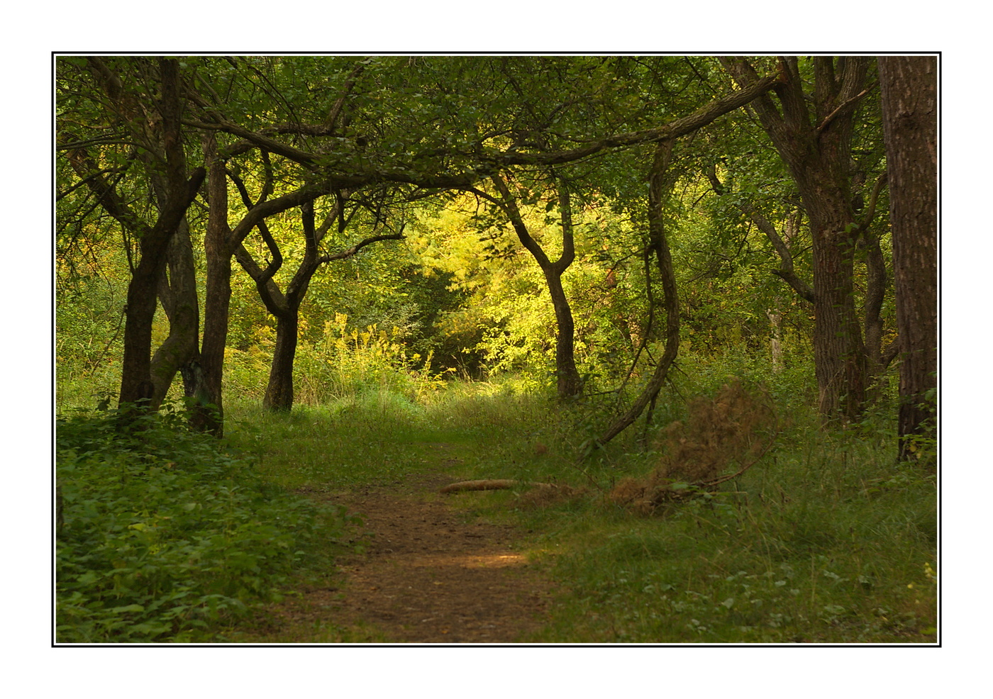 тенистый этюд