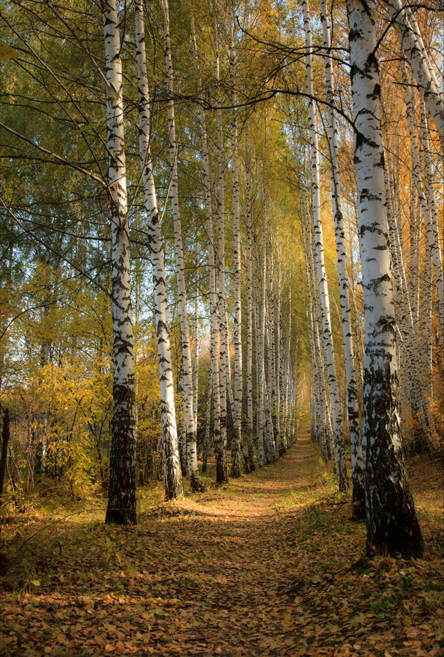 Осенняя аллея