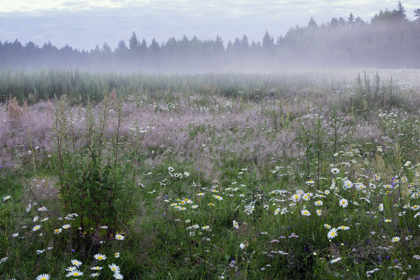Утро на летнем лугу