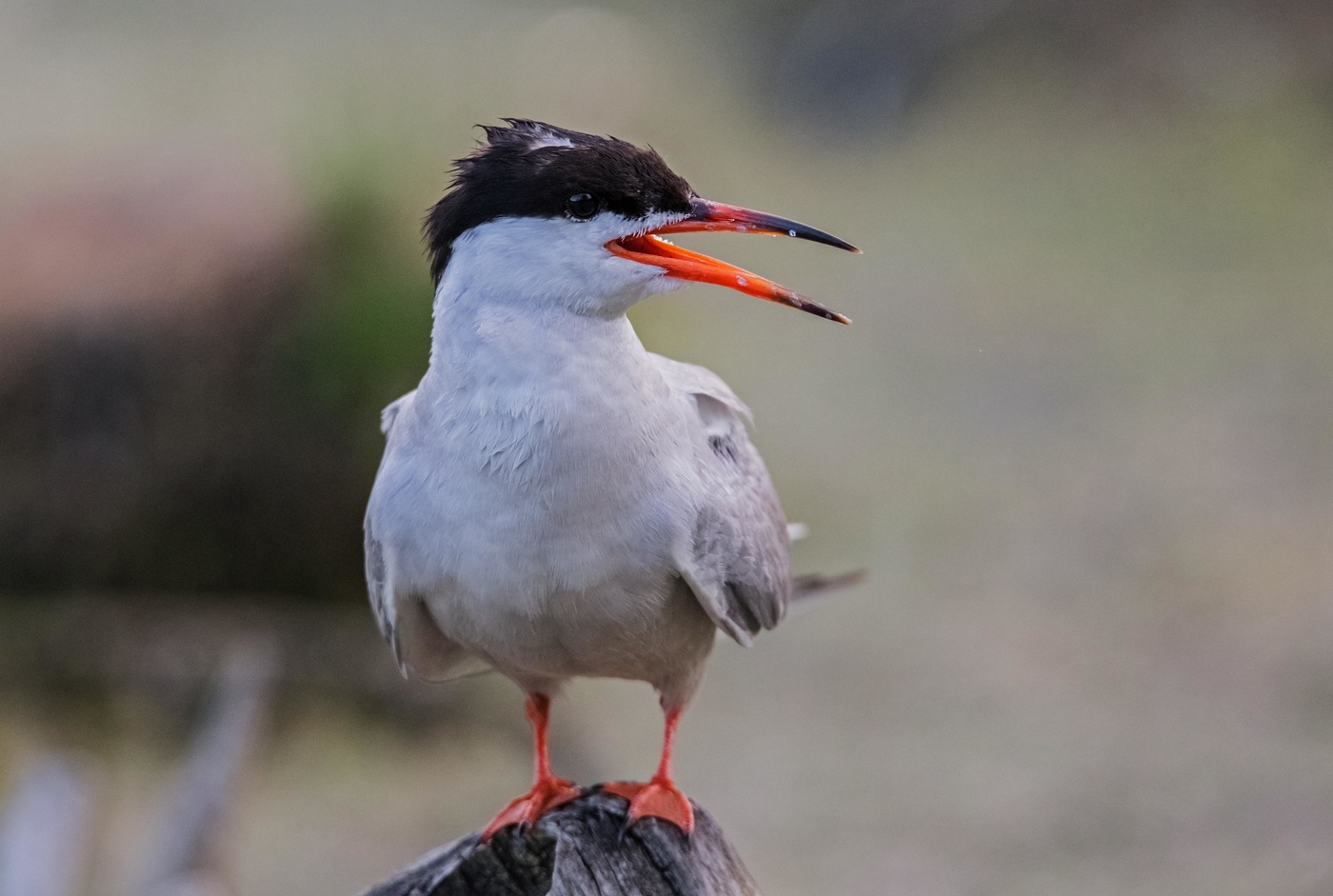 речная крачка