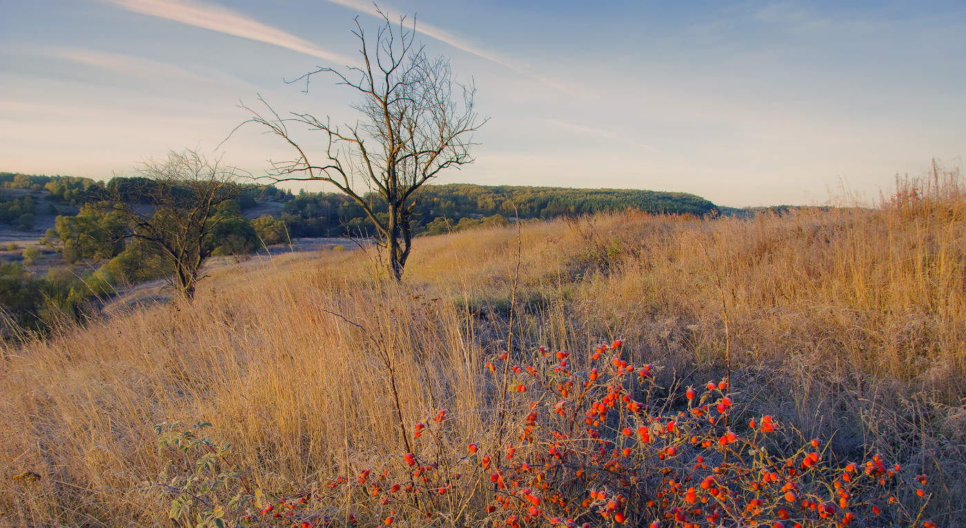 Первые заморозки