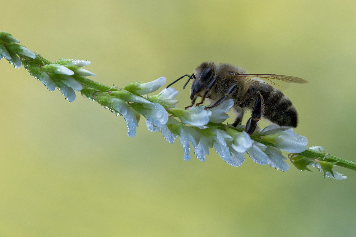 медвежонок с крылышками