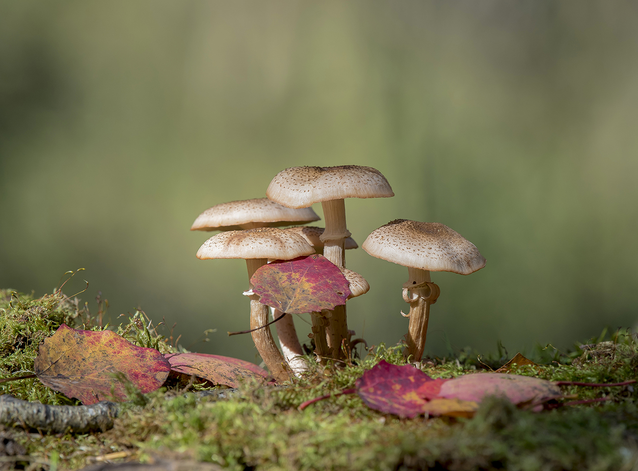 Осенняя зарисовка.