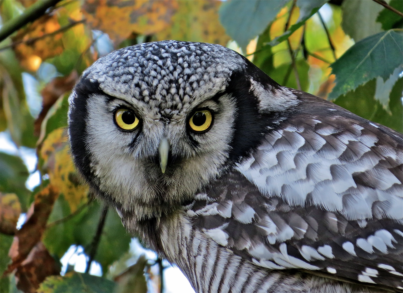 Особый взгляд