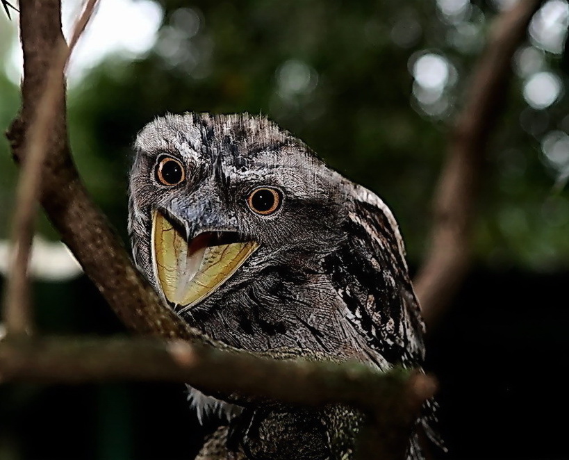 Особый взгляд