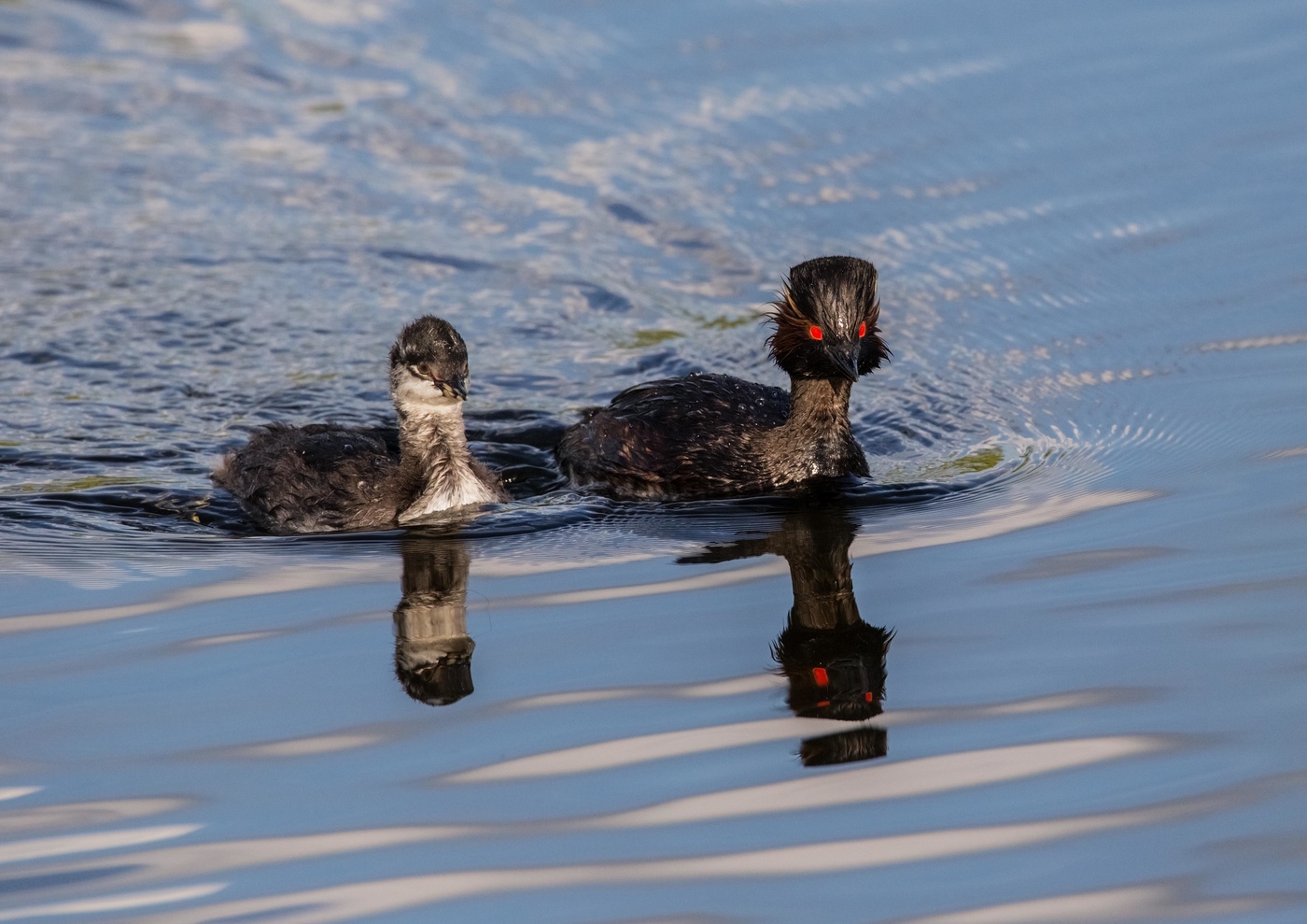 черношейная поганка с птенцом
