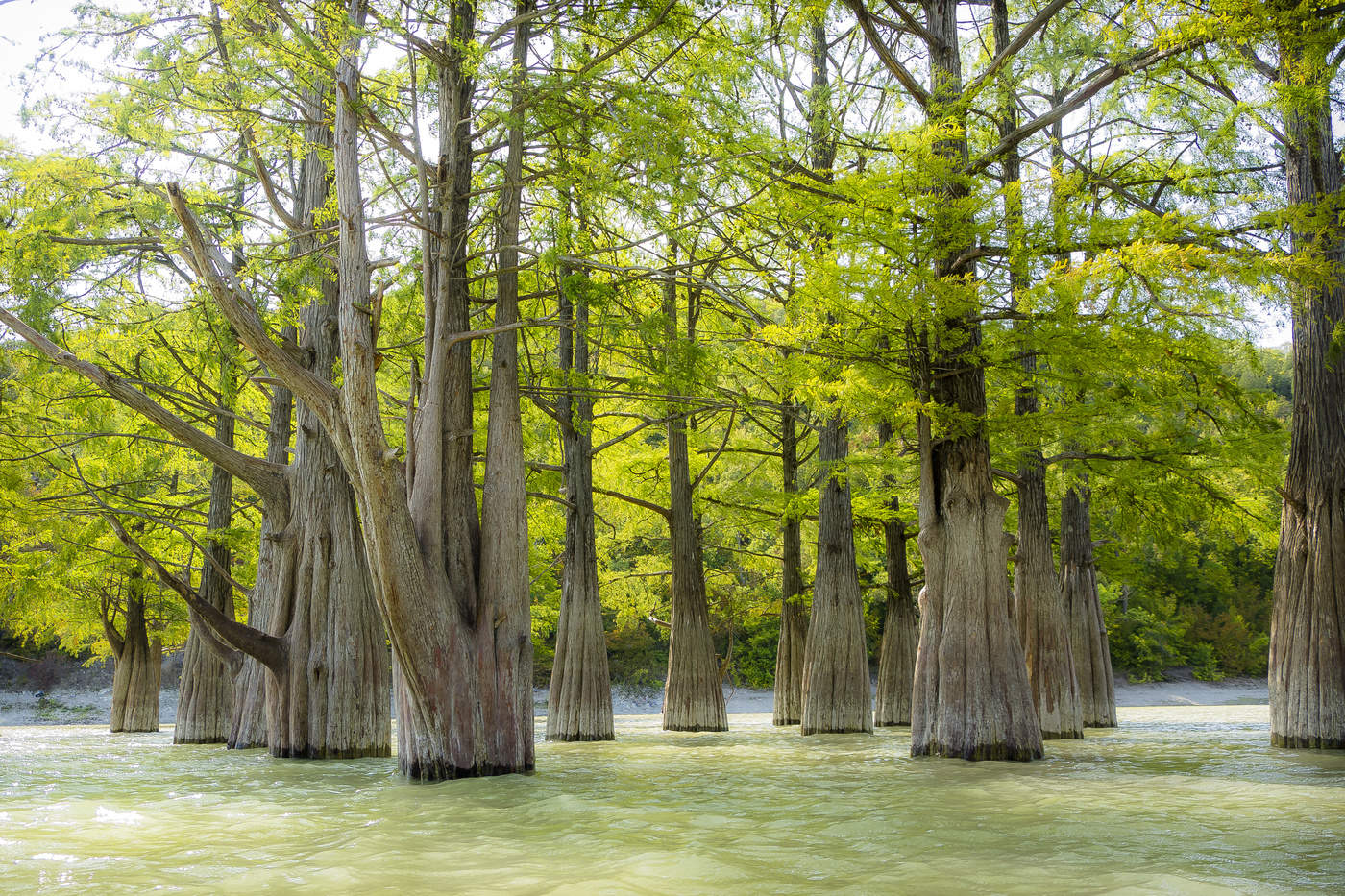 Танец стройных кипарисов