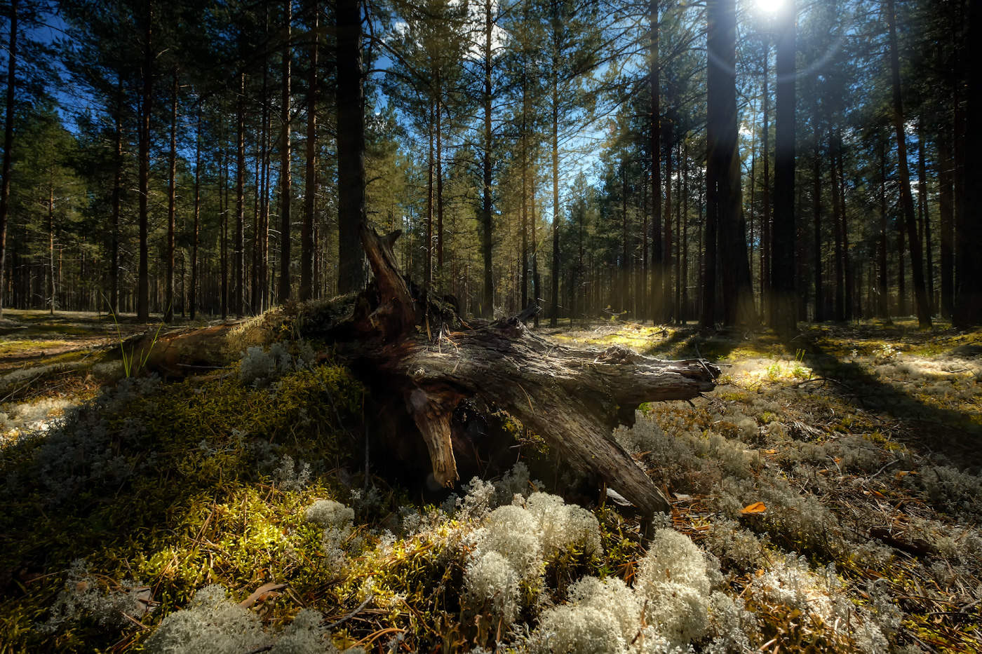 Коряга в ягеле