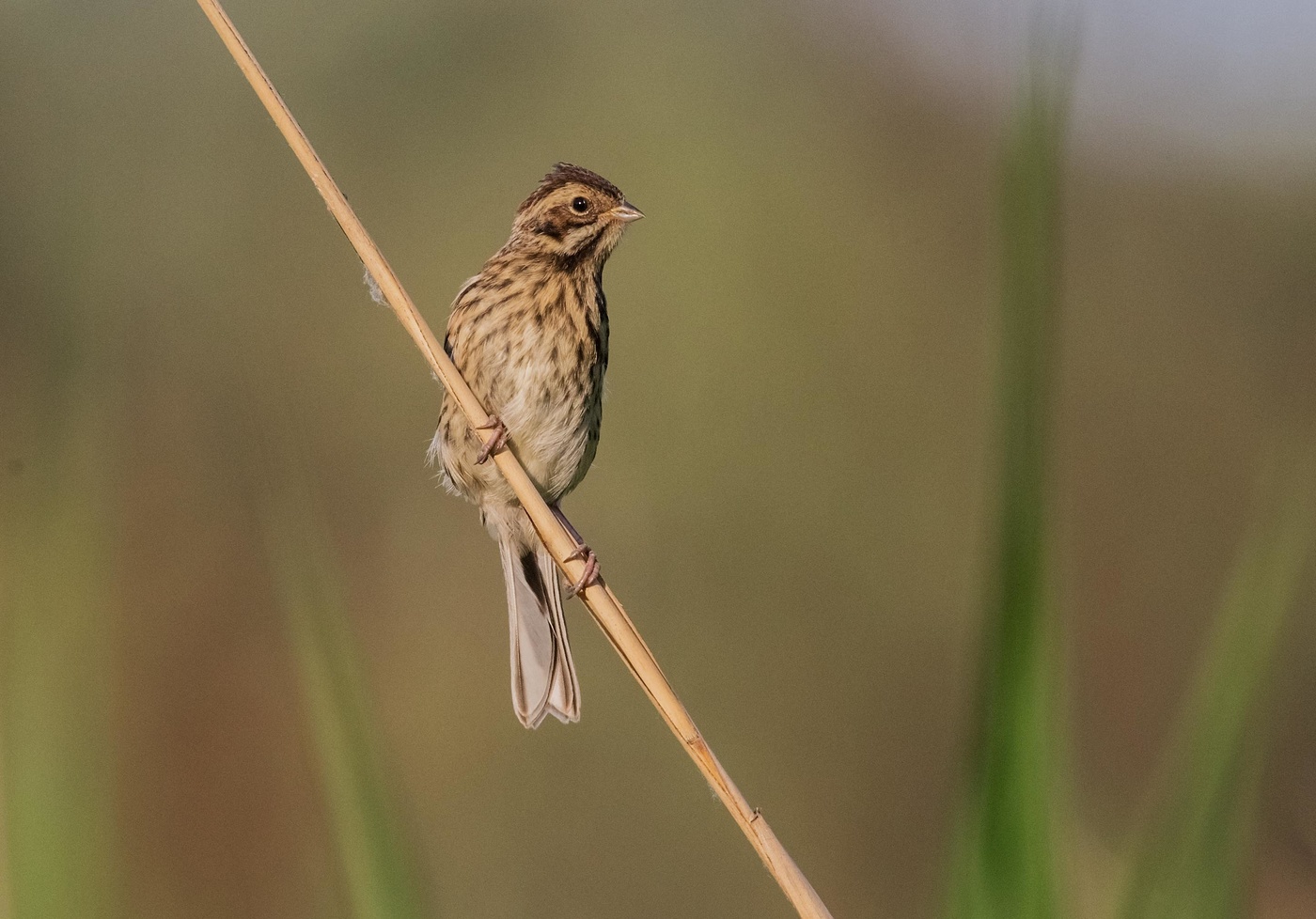 тростниковая овсянка