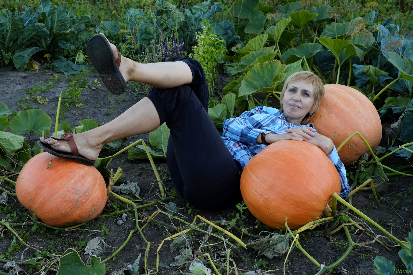 Четыре тыквы.