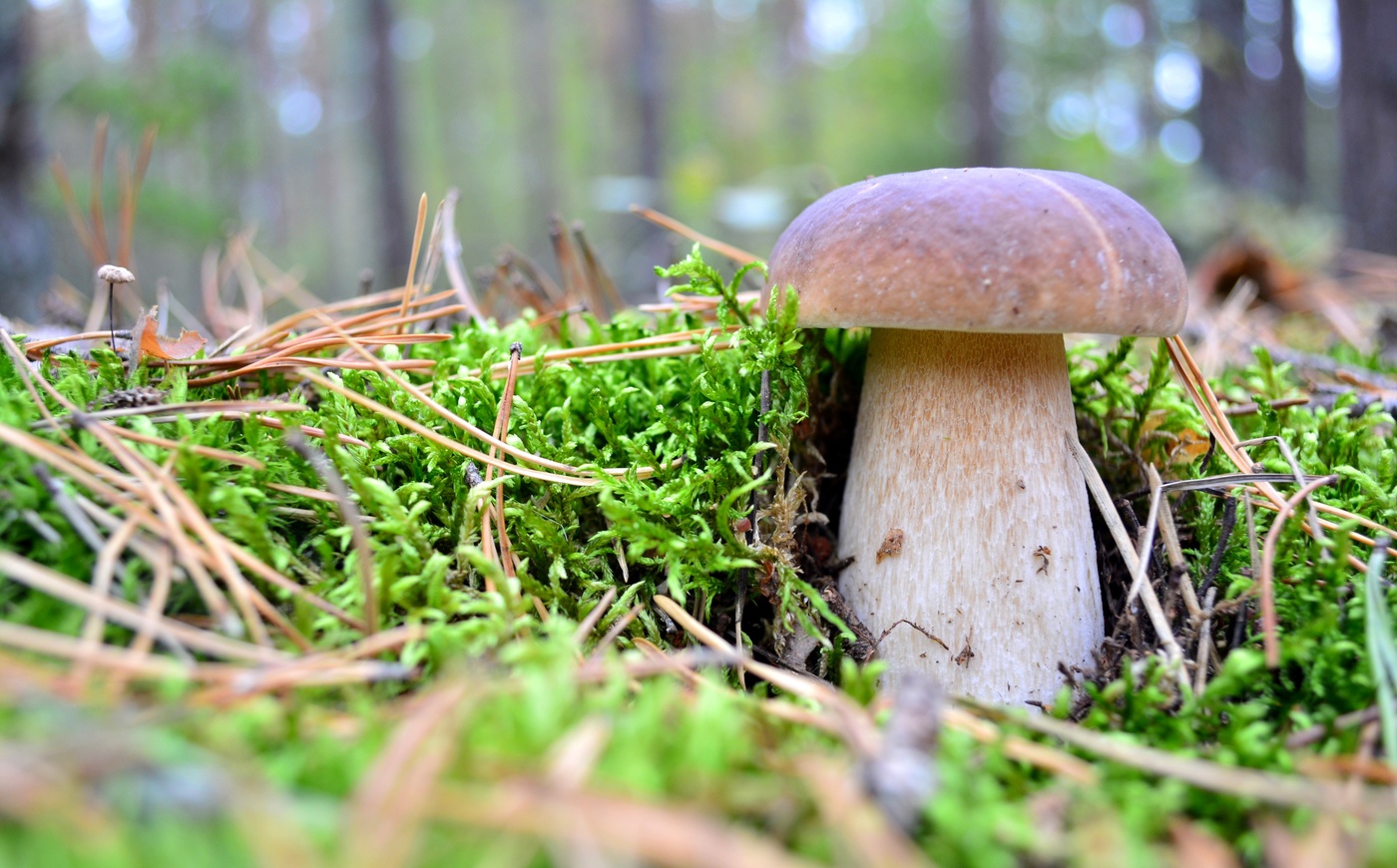 В сосновом бору