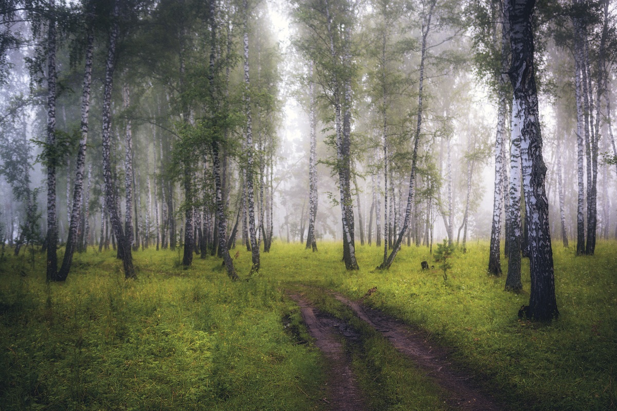 Утро в березках.