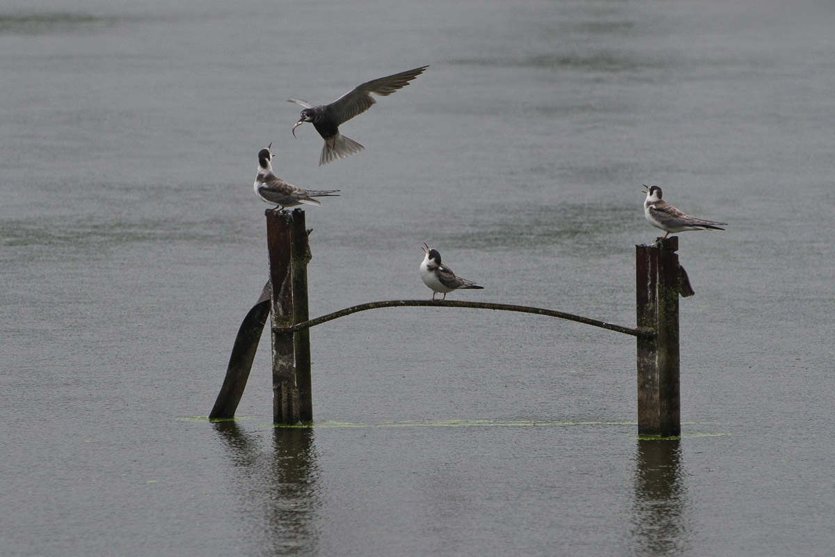 Нам в небо, ребята, не верить нельзя